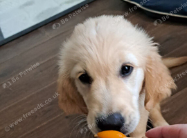 Golden retriever  boy