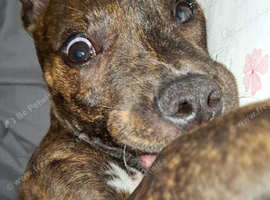 Milo