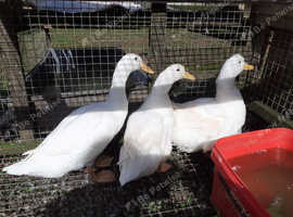 White Campbell (not Khaki ) hatching eggs with more White Runner
