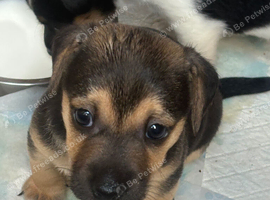 One boy available