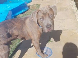 Gentle giant staff x cane corso