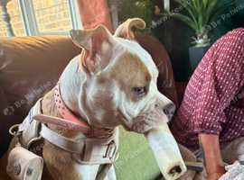 American bulldog
