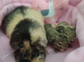 Lovely guinea pigs and skinny pigs