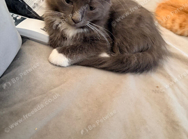Beautiful fluffy male kitten