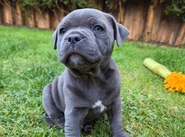 KC Staffordshire Bull Terrier