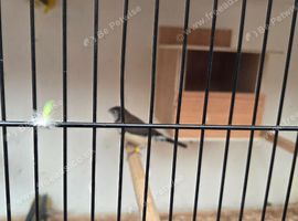 Owl finch