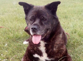 akita wanted desperately