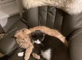 2 BEAUTIFUL male cats