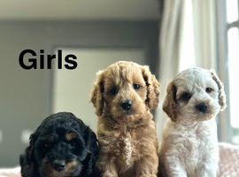 5 beautiful colours cockapoo ready on 4th June
