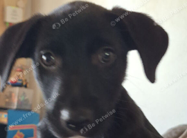 Patterdale X Welsh collie