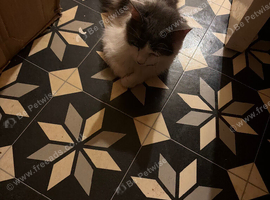 3 beautiful mixed breed kittens looking for a home