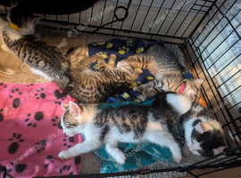 Two Litters! - Ready This Week
