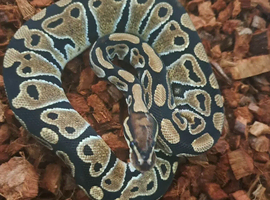 Female special het clown ball python