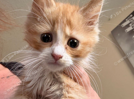 Kittens ready now