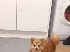 Chihuahua stud