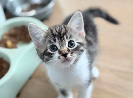 6 playful kittens ..ready 10th june