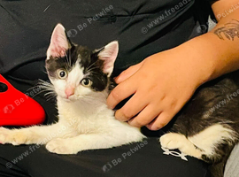 Hand reared kittens ttens for sale Walsall