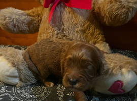 Stunning Cavapoo puppies