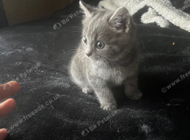 1/2 British blue kittens