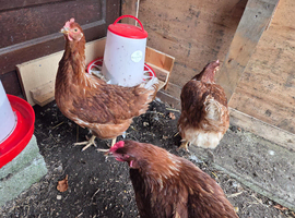 Chickens