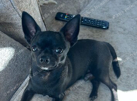 11 month old male