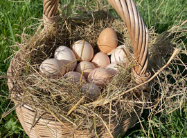 Fertile Bantam Polish Hatching Eggs Collection/Posted