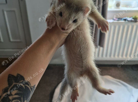 Ferret for sale ready to go!