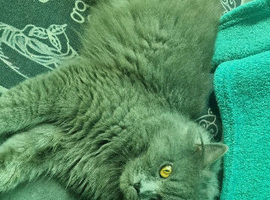 British LongHair Male