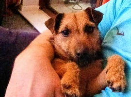 Borderx pattrerdale x Lakeland Bitch