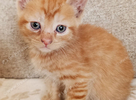 Gorgeous Ginger Male Kitten Ready Now