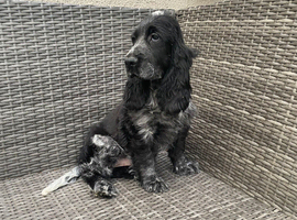 Chunky kc registered show type cocker spaniel pups