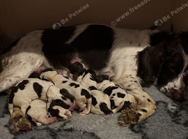 Springer Spaniel Puppies