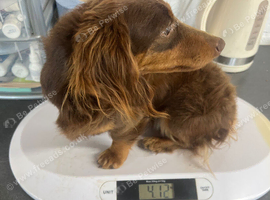 George mini long haired dachshund