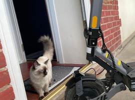 Ragdoll Female Kitten Blue Eyes
