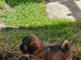 Jack Russell cross shitzu pup