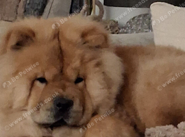 1 year old boy chow KC reg needing home