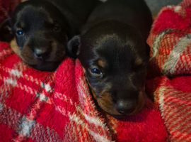 Beautiful black and tan dachshund babys