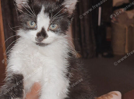 Tuxedo boy kitten