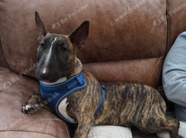 6 month old kc reg bull terrier