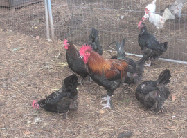 French copper black maran breeding group