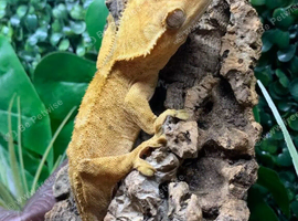 Yellow Adult Male Crested Gecko at Birmingham Reptiles