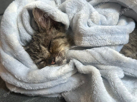 Tabby kitten
