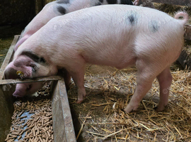 GOS Weaners available