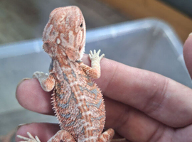 High end bearded dragons at pet prices