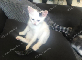 Beautiful mixed breed 11 week kitten seeking new forever home