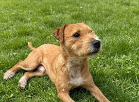 Lakeland terrier