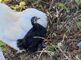 Black mottled Pekin 7 weeks