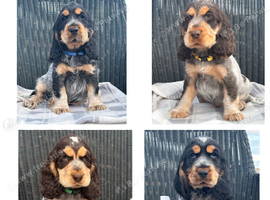 KC registered Show Type Cocker Spaniel Pups DNA tested