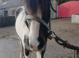 14,2 hafe bread/trotter mandy for sale derry