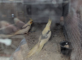 Baby cockatiels and budgies